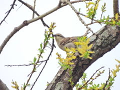 探鳥の努力 63　ニュウナイスズメ 雌