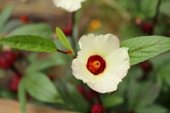 季節の花