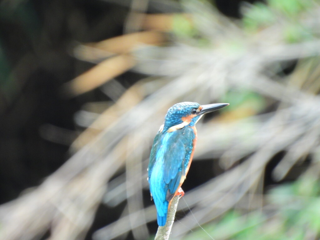 探鳥の努力　17