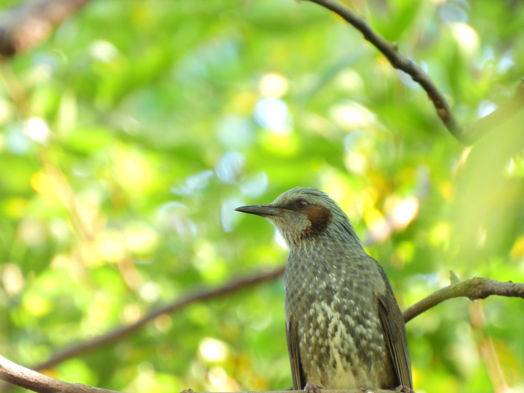 探鳥の努力 38　GREEN