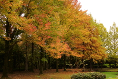 風景写真を撮ろうとした