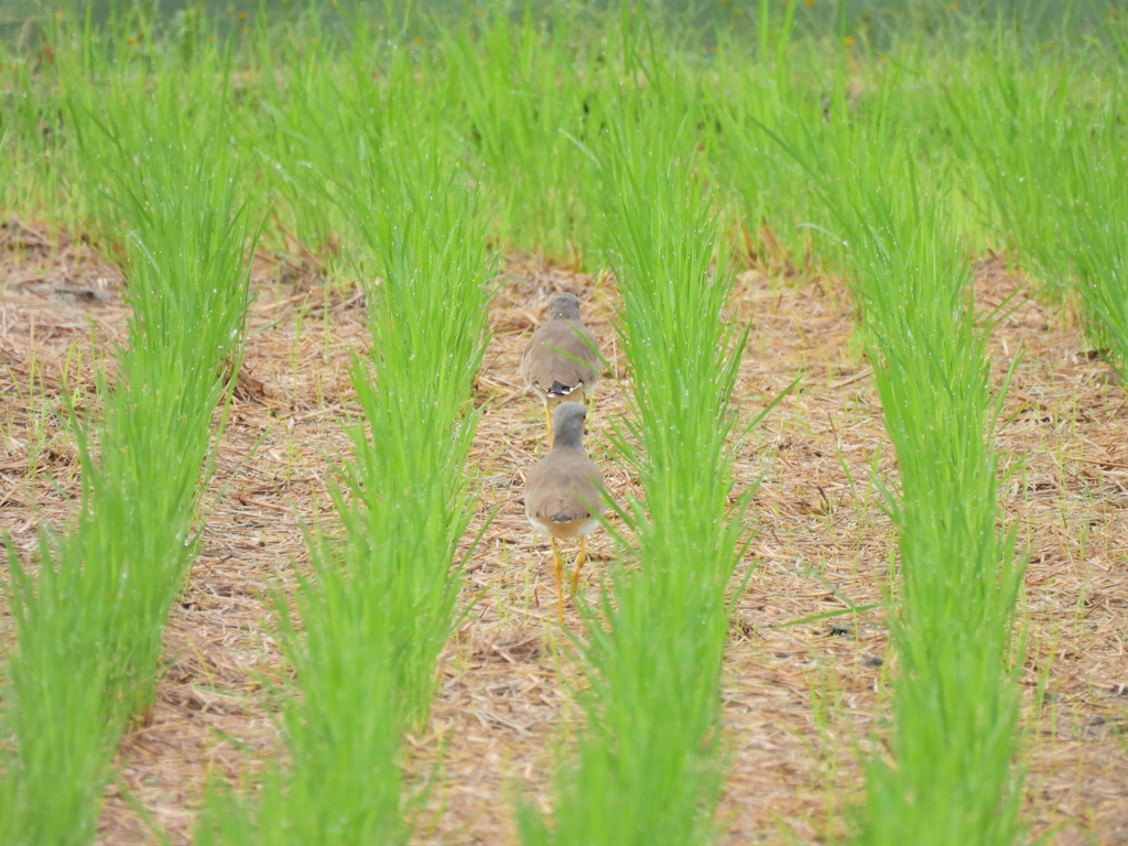 グリーンウェイをランナウェイ