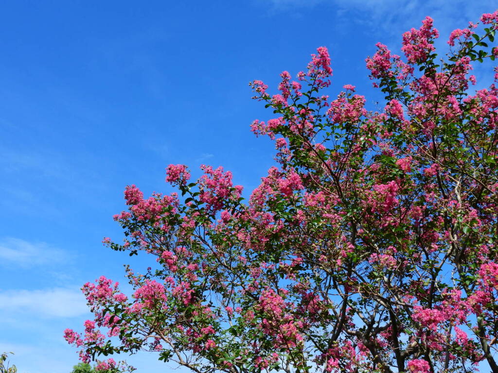 Coolpix P950 覚えがき