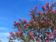 Coolpix P950 覚えがき