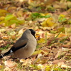 探鳥の努力45横