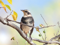 今季は11月から来てくれました