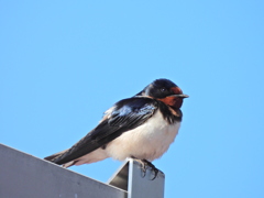 探鳥の努力 63　燕