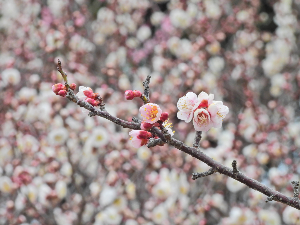 あの花の名前を僕達はまだ知らない Ⅱ