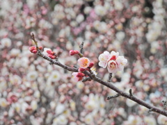 あの花の名前を僕達はまだ知らない Ⅱ