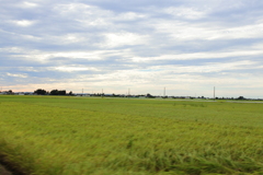 新潟県は米しか無い！