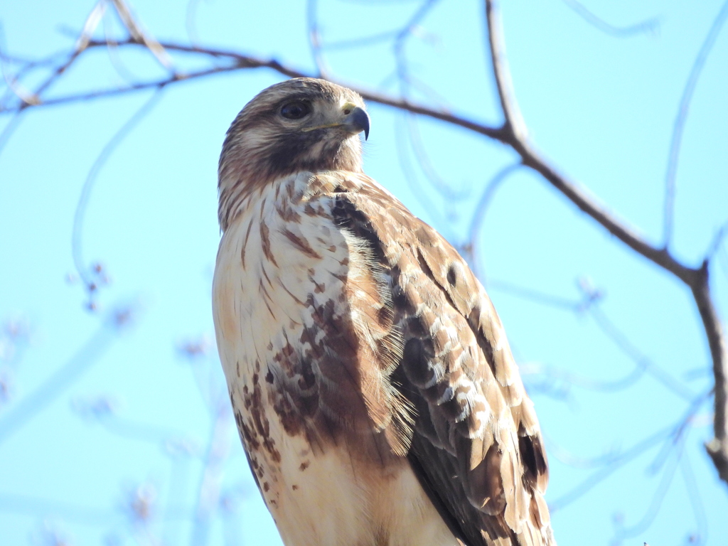 探鳥の努力56　ノスリ