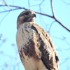 探鳥の努力56　ノスリ