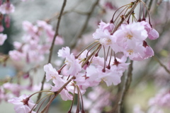 桜…桃……梅………