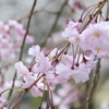 桜…桃……梅………