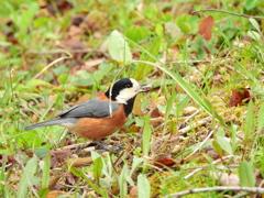探鳥の努力 64　re:ヤマガラ