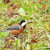 探鳥の努力 64　re:ヤマガラ