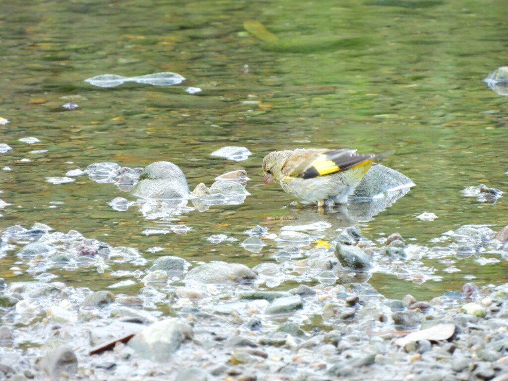 探鳥の努力　13