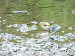 探鳥の努力　13