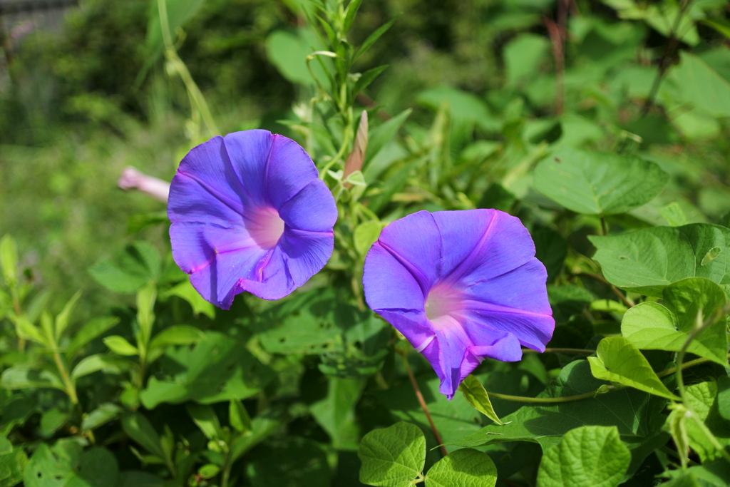 季節の花