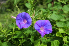 季節の花