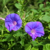 季節の花