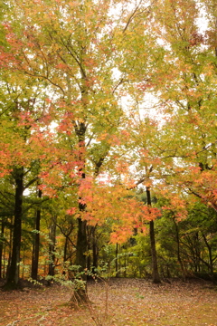 紅葉を撮ろうとした