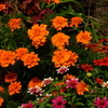 季節の花