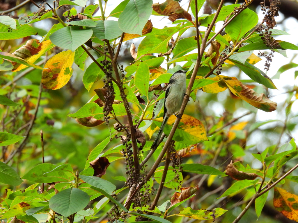 探鳥の努力４３