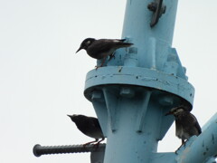 探鳥の努力　21　野鳥の森公園