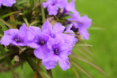 季節の花