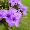 季節の花