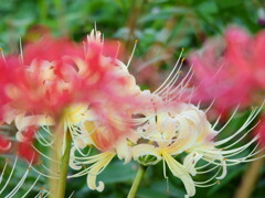 彼岸花