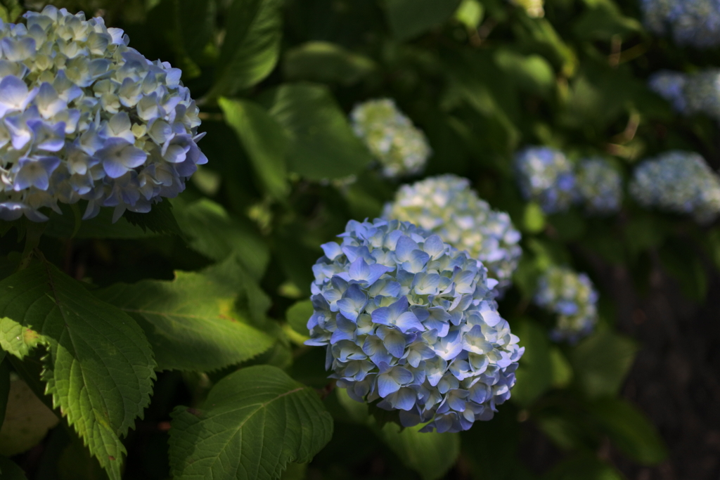 紫陽花2