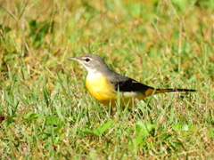 探鳥の努力　37