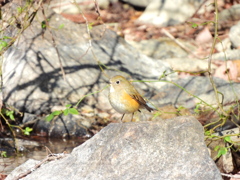 探鳥の努力57　ルリビタキ