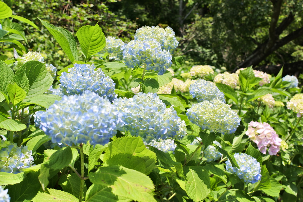 紫陽花