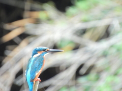 探鳥の失敗