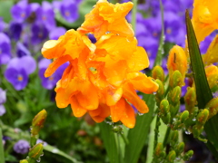 あの花の名前を僕達はまだ知らない ⅩⅤ