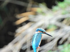 探鳥の努力　18