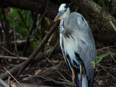 探鳥の努力　19