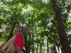 foresta gazer