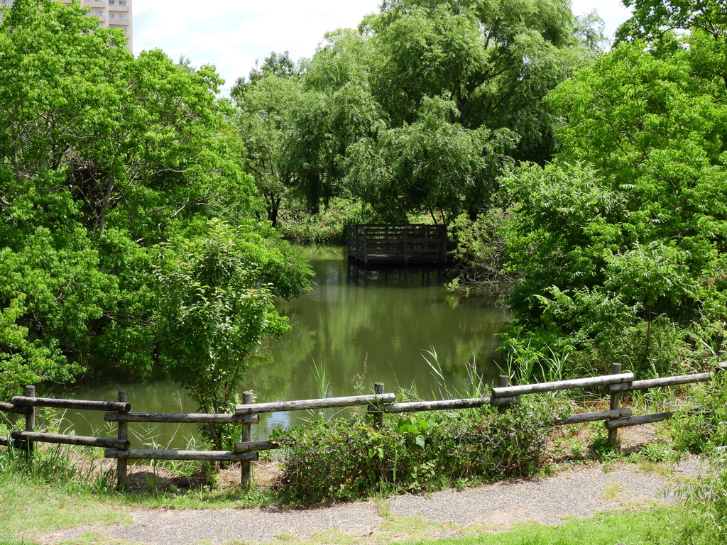 散歩中の写真１