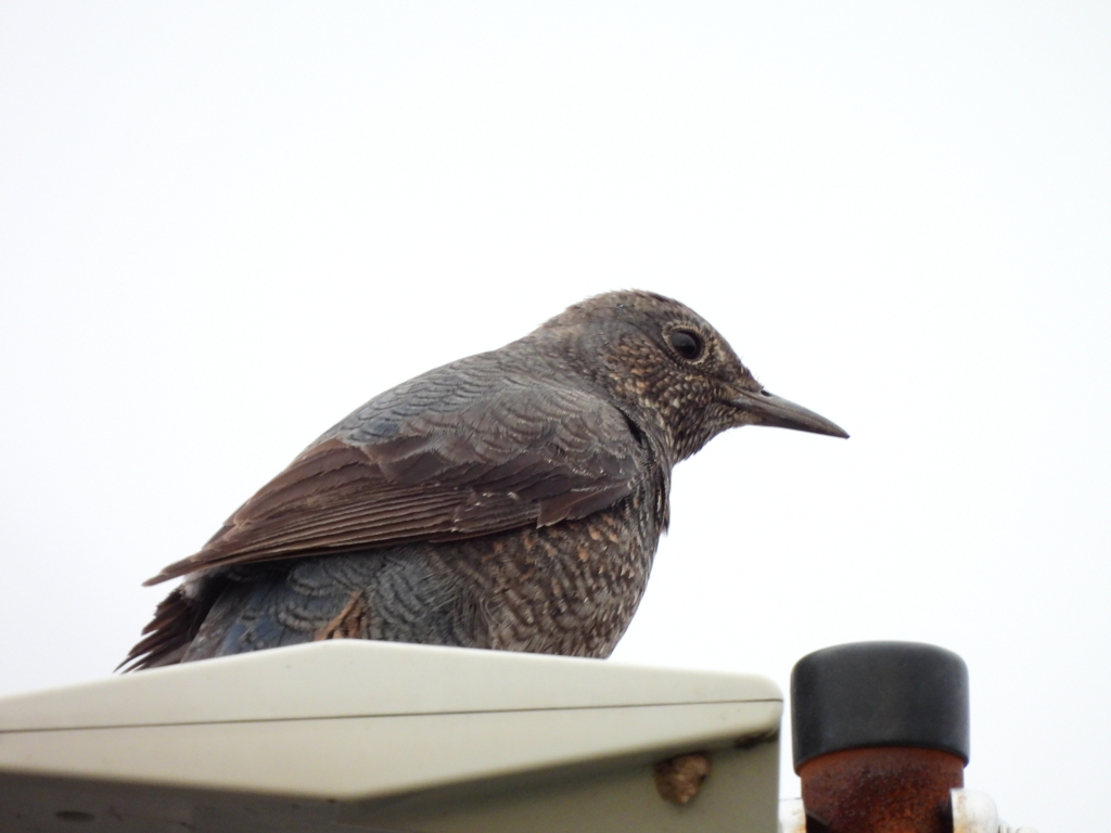 探鳥の努力４７ イソヒヨドリ