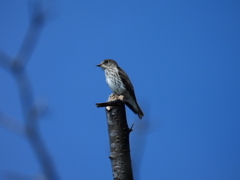 探鳥の努力　28