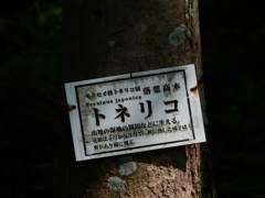 トネリコ