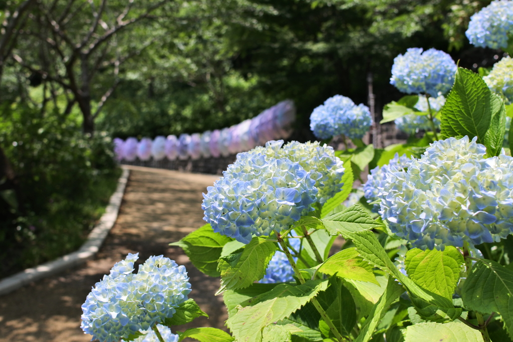 紫陽花3