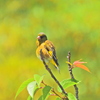 オレンジの鳥