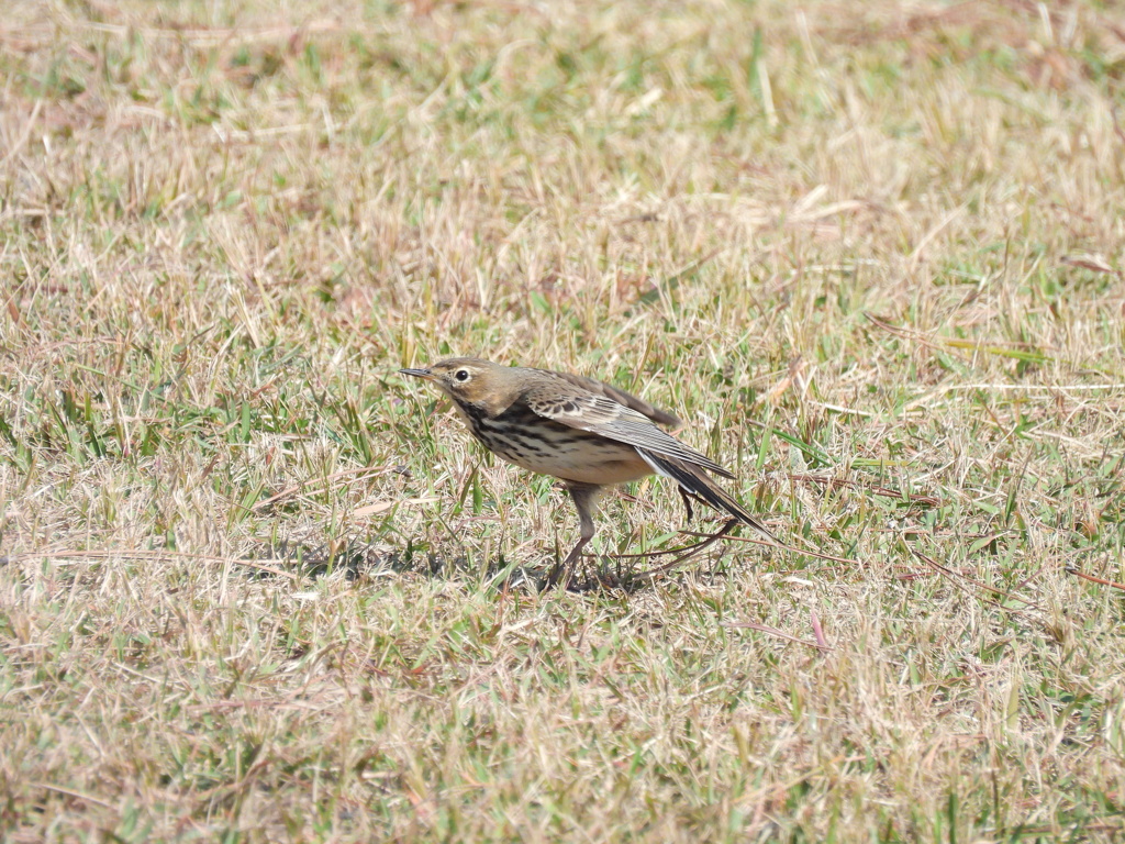 ﾌﾞｰﾝ⊂(^ω^    )⊃三三三