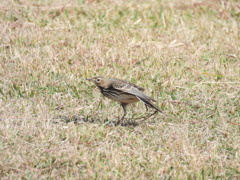 ﾌﾞｰﾝ⊂(^ω^    )⊃三三三