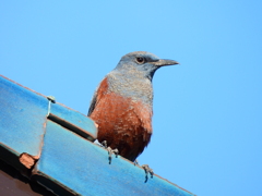 探鳥の努力４６　イソヒヨドリ